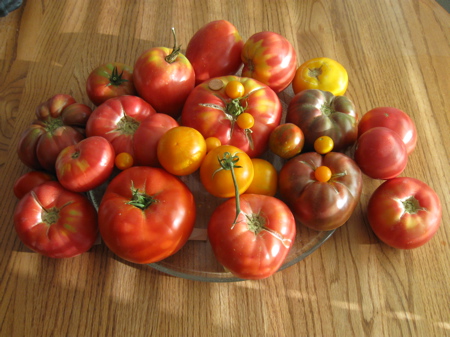 tomatoes table.JPG